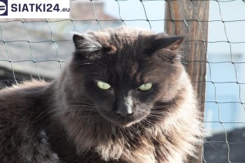 Siatki Opoczno - Zabezpieczenie balkonu siatką - Kocia siatka - bezpieczny kot dla terenów Opoczna